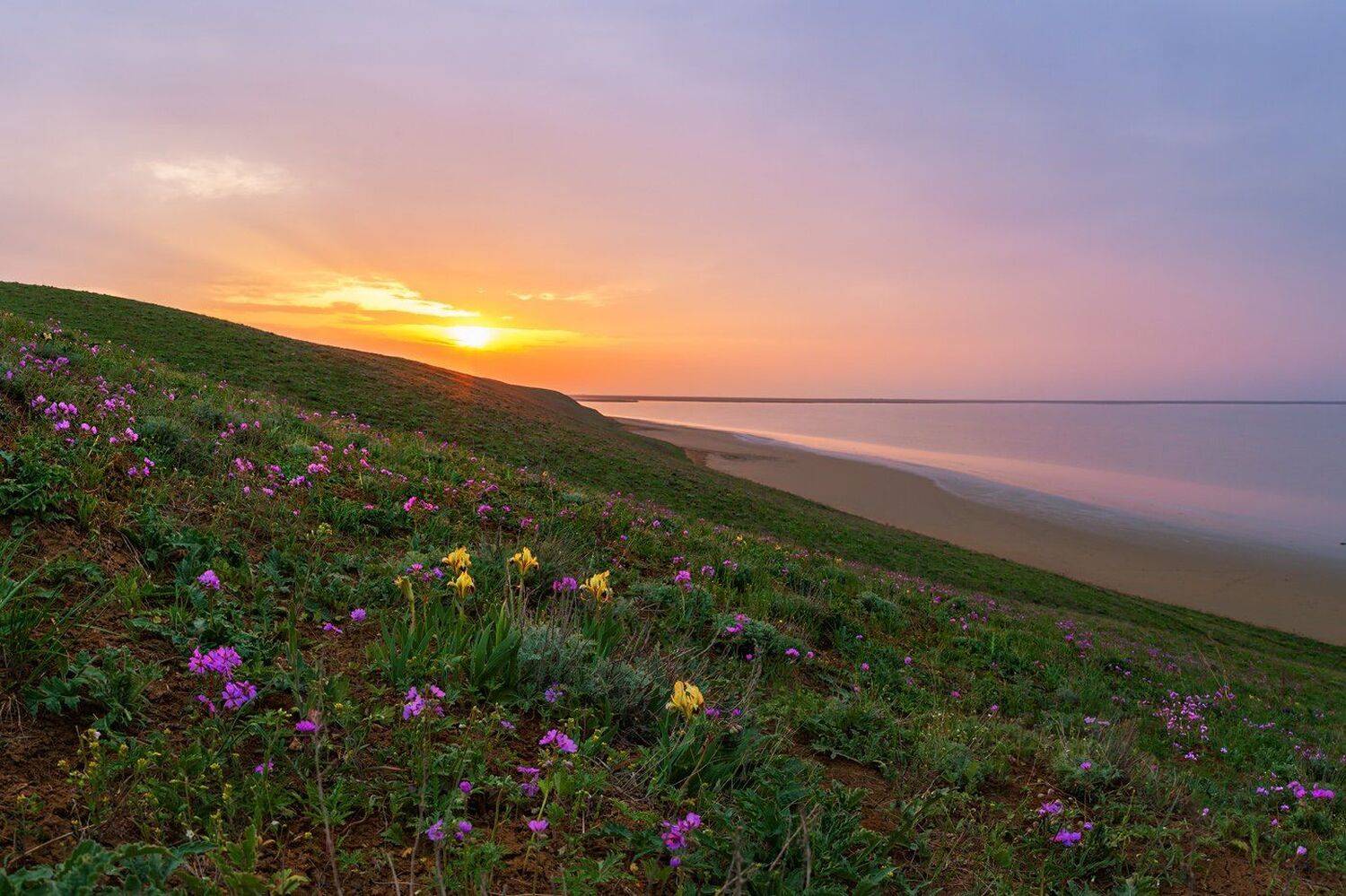 республика калмыкия, соленое озеро, цветы, цветник, герань, Арсений Кашкаров