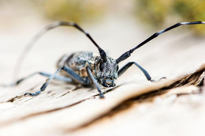 я - жук-короед, а ты кто? Я - жук-короед, а ты кто? фото превью