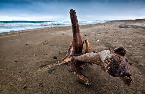 Коряга, просто коряга