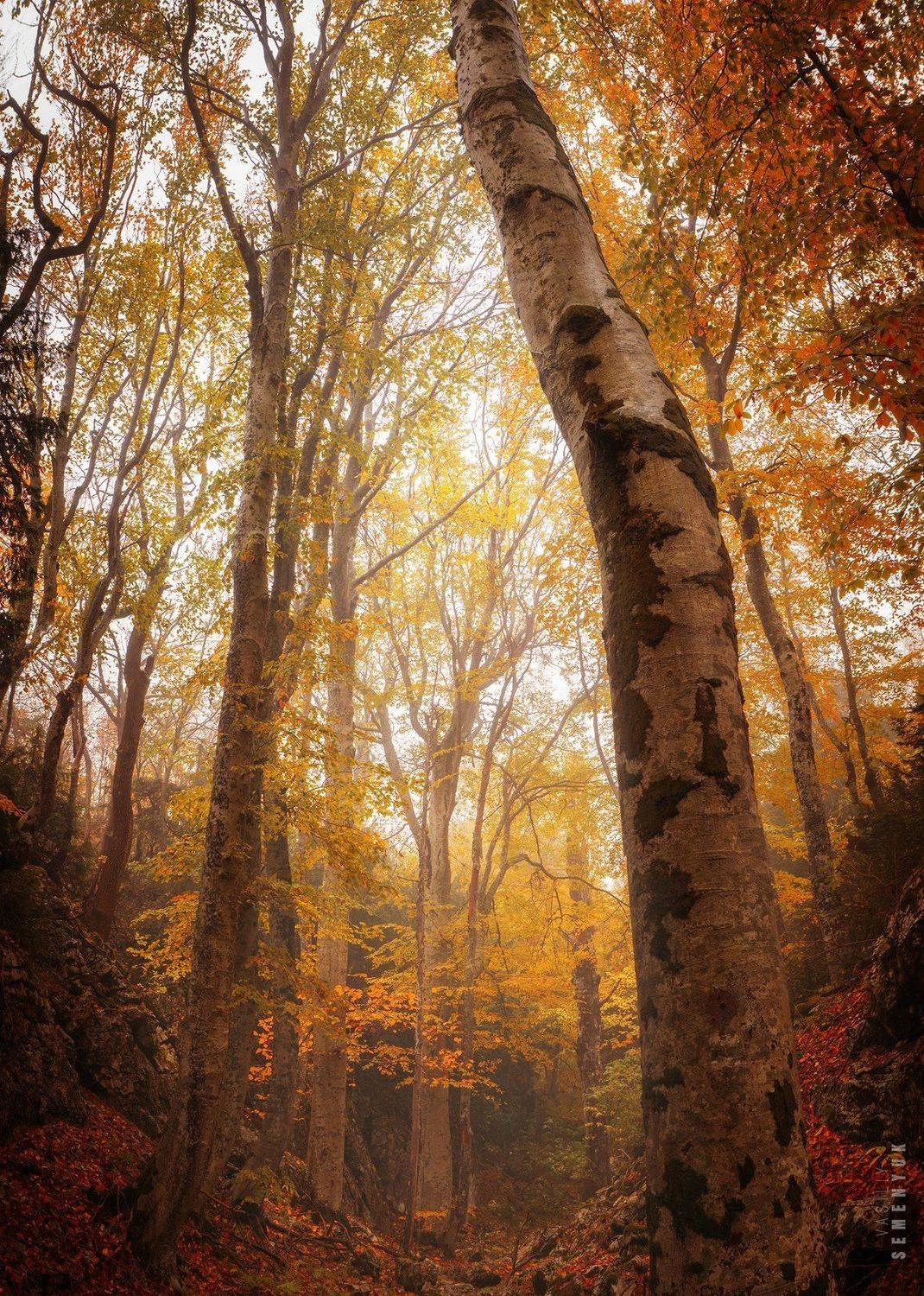 крым, чатыр-даг, осень, тисовое ущелье, туман, деревья., Семенюк Василий