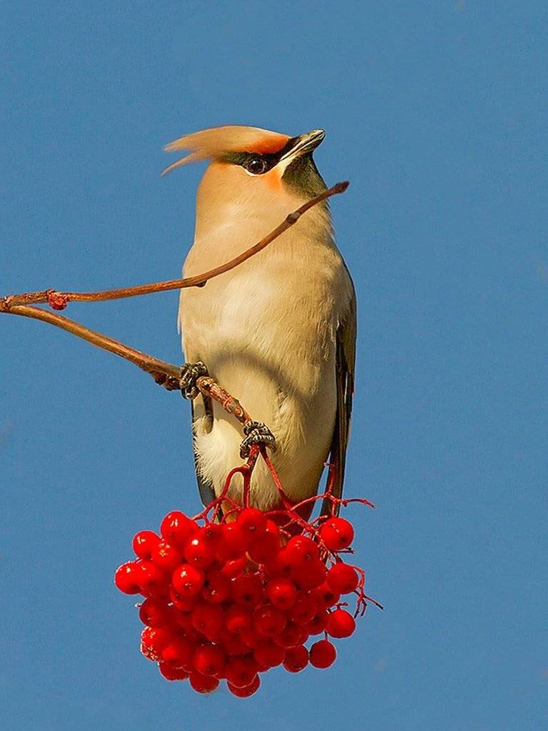 свиристель,птицы,природа,анималистика,север,коми,зима,печора, Игорь Триер