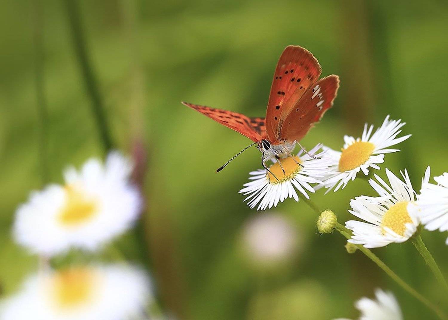 насекомые, бабочка, трава, листья, нектар, хобот, природа, крыло, фауна, весна, цветки, отлично, сад, солнечно, пушисто, антенны, естественно, жизнь,  свет, тепло, лето, творение, полет, , Виктор Шнайдер