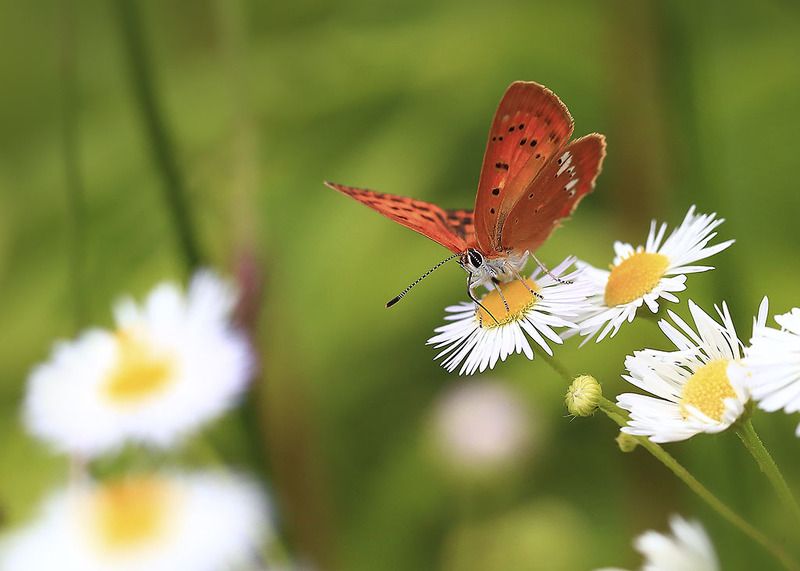 насекомые, бабочка, трава, листья, нектар, хобот, природа, крыло, фауна, весна, цветки, отлично, сад, солнечно, пушисто, антенны, естественно, жизнь,  свет, тепло, лето, творение, полет,  Жарким летом. фото превью