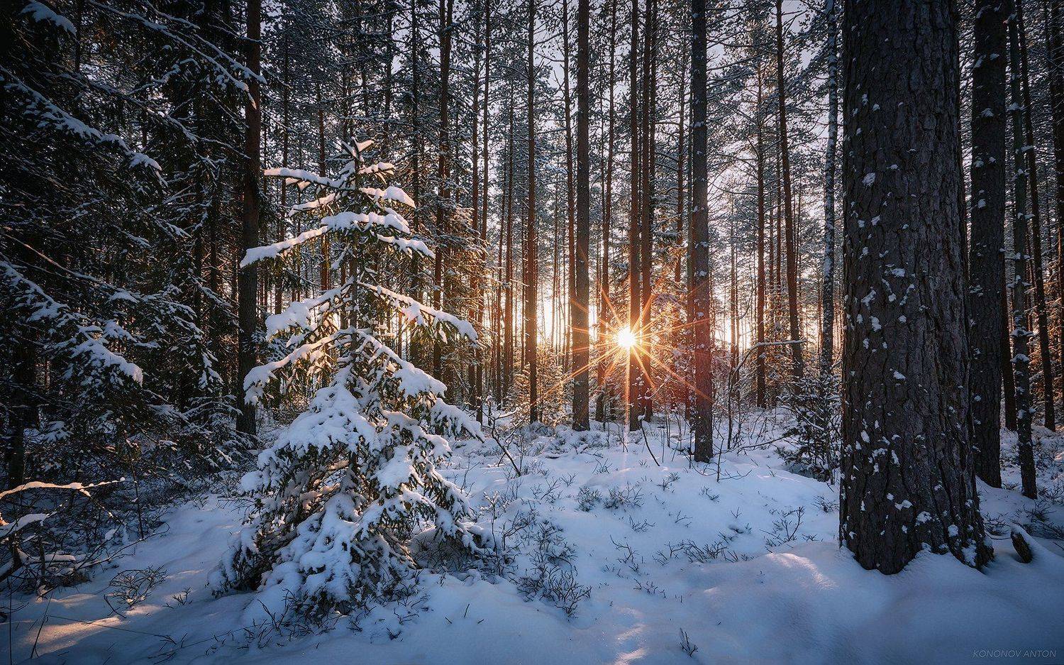 Зима, лес, сосны, солнце, закат, Антон Кононов