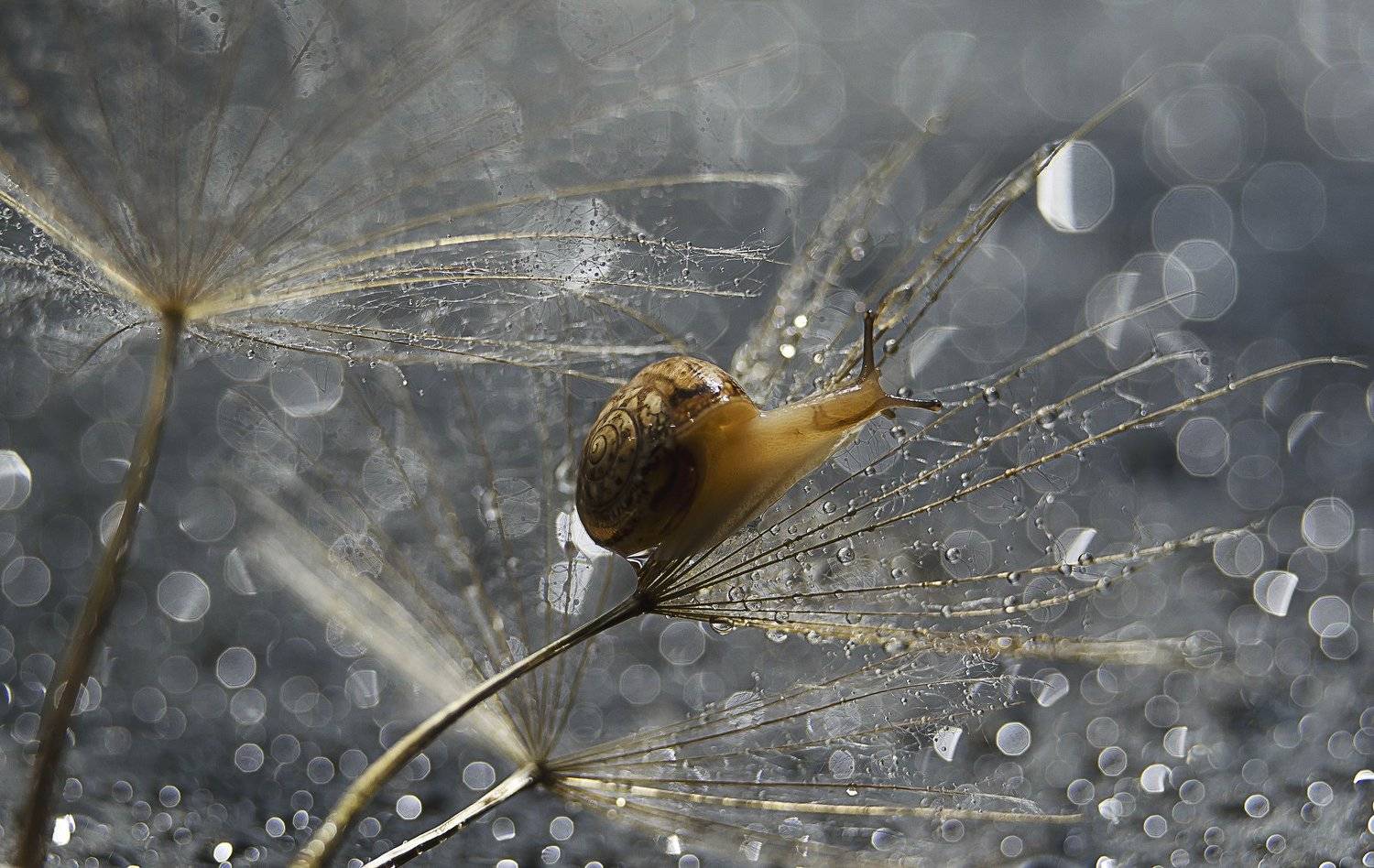 , Елена Вапняр