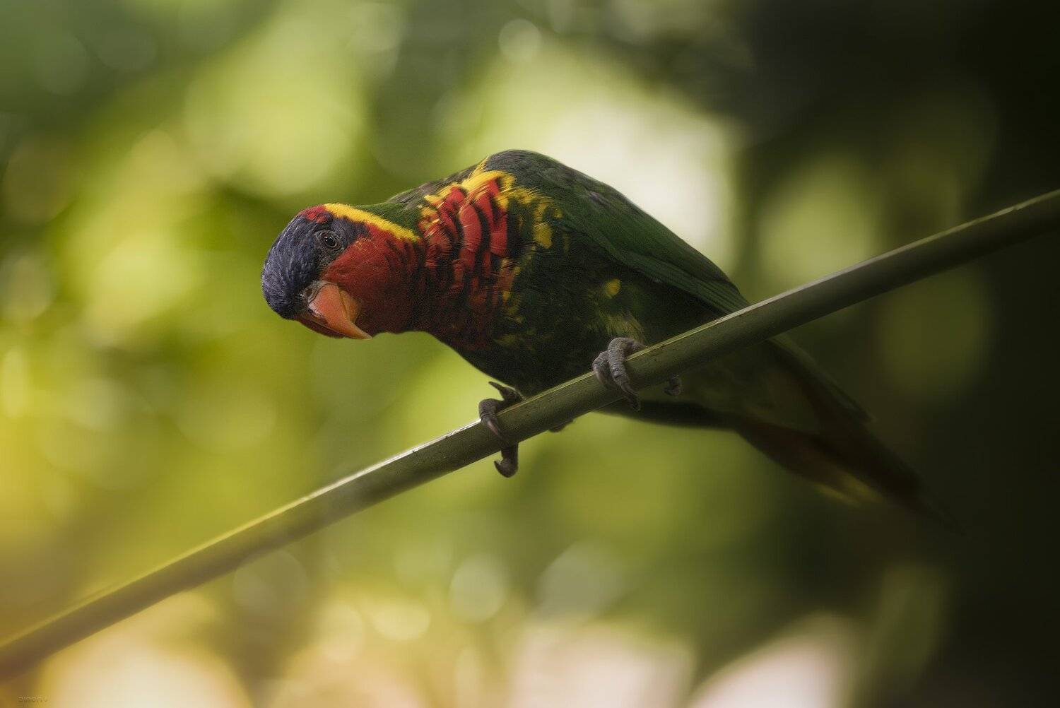 природа, животные, птицы, индонезия, Дмитрий Посевич