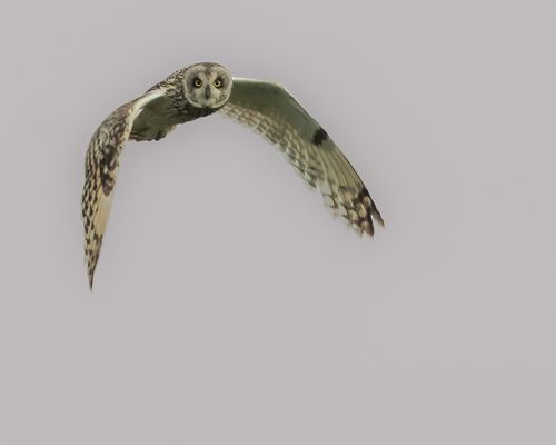 Истребитель