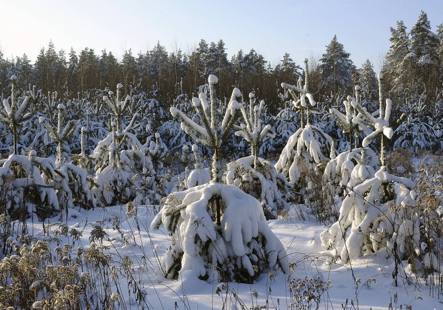 Пейзаж, Михаил Пшеннов