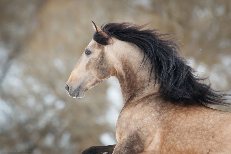 лошадь, жеребец, андалуз, зима, портрет  фото превью