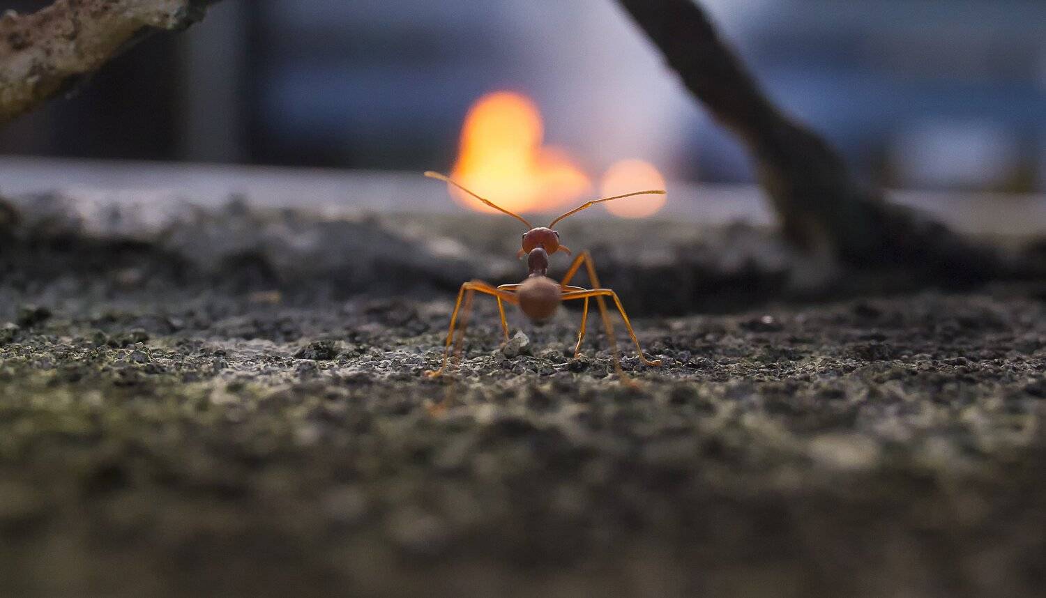 #macro#ant#fire#colors, Choo How Lim