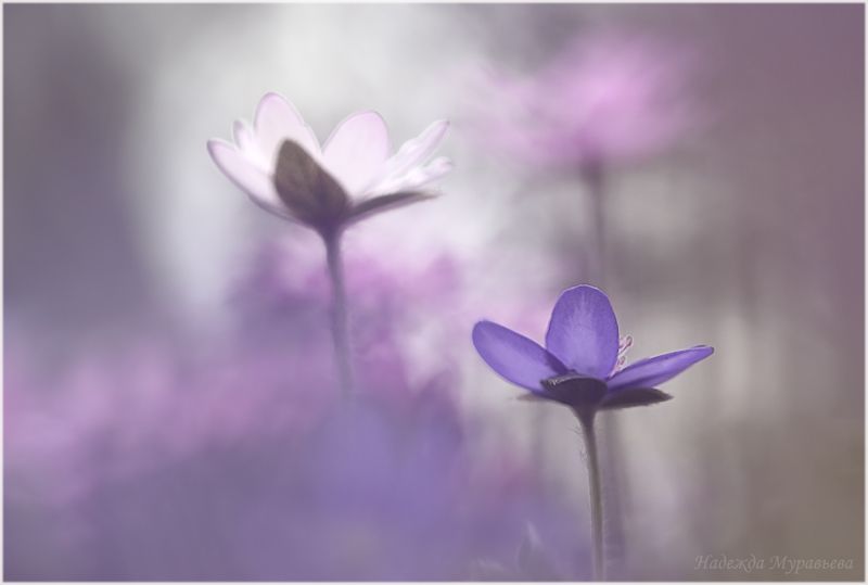 печёночница, hepática, перелеска В полусне фото превью