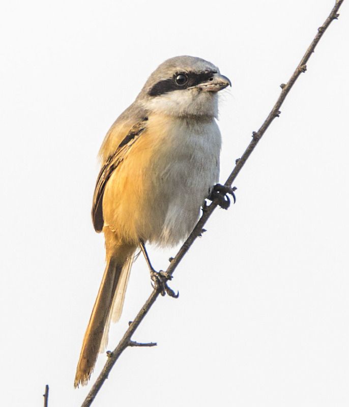 Птицы и белка пальмовая, Индия фото превью