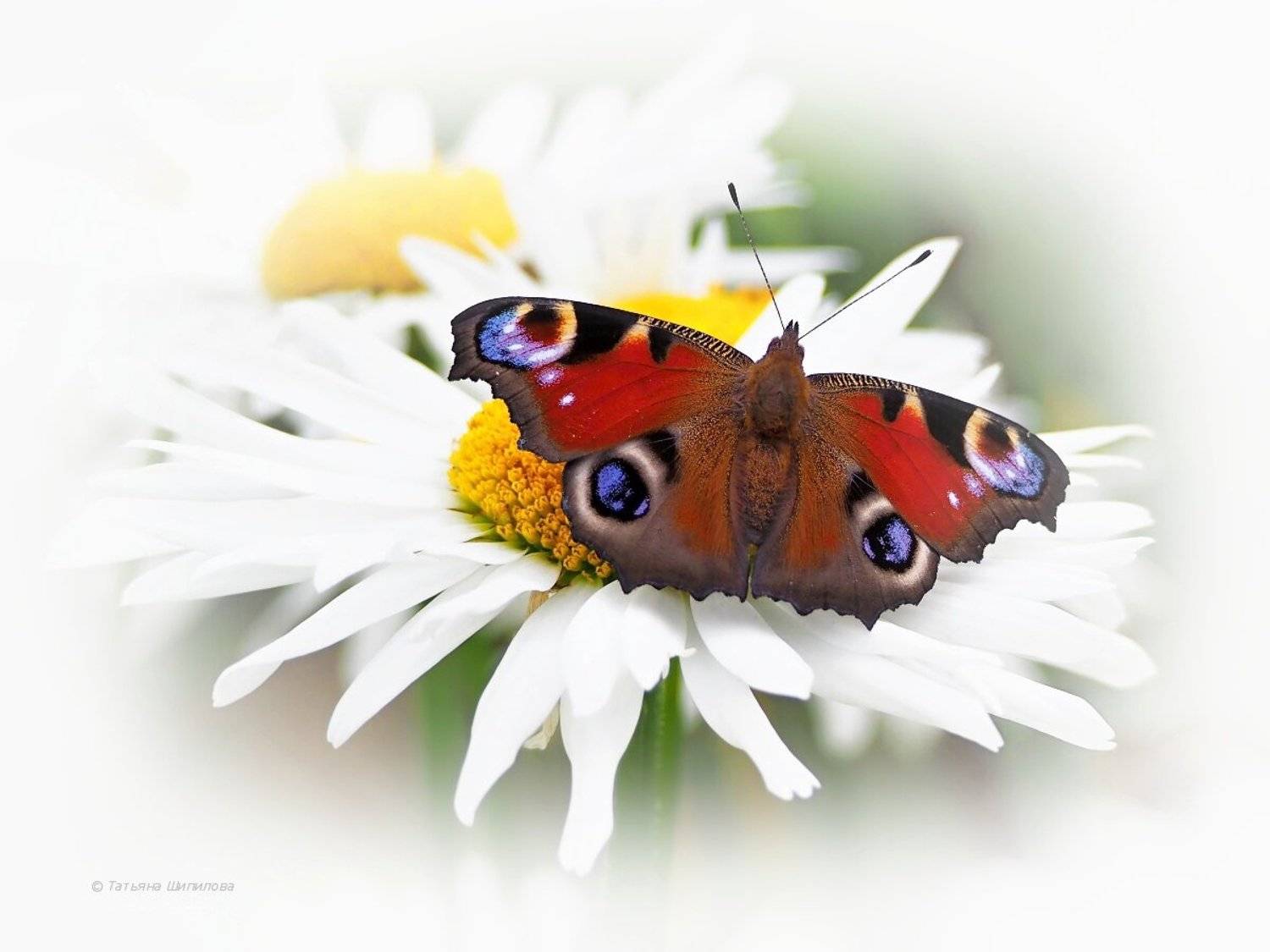 бабочка, павлиний глаз, inachis io, ромашки, лето, природа, Шипилова Татьяна
