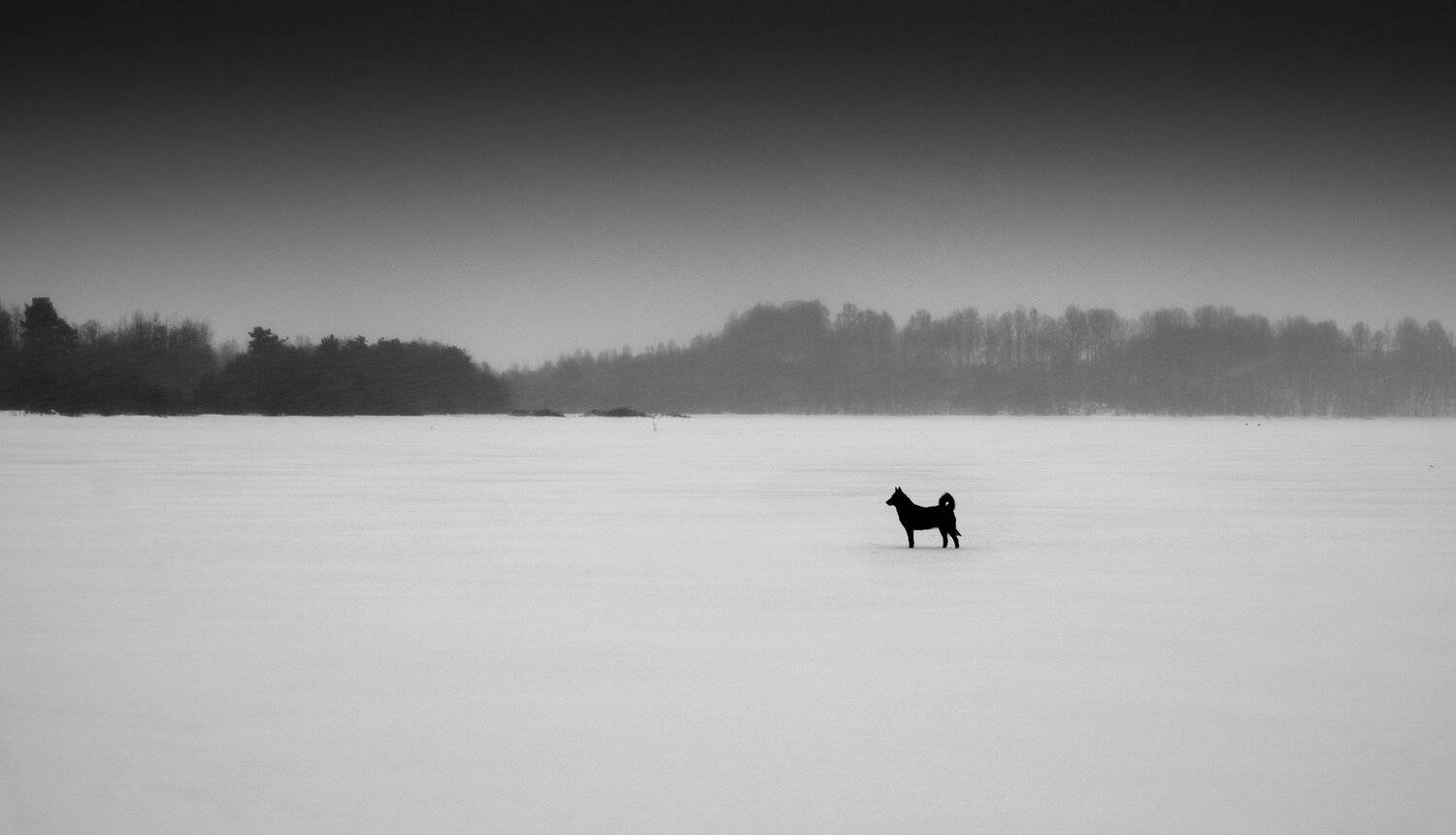 россия, архангельская область, кенозерье, пейзаж, зима, снег, минимализм, собака, север, заповедник, метель, озеро, Оборотов Алексей