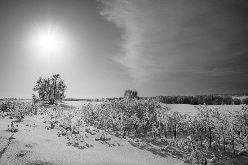 Зимний монохром фото превью