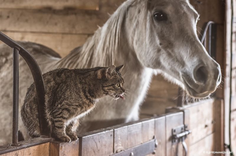 together фото превью