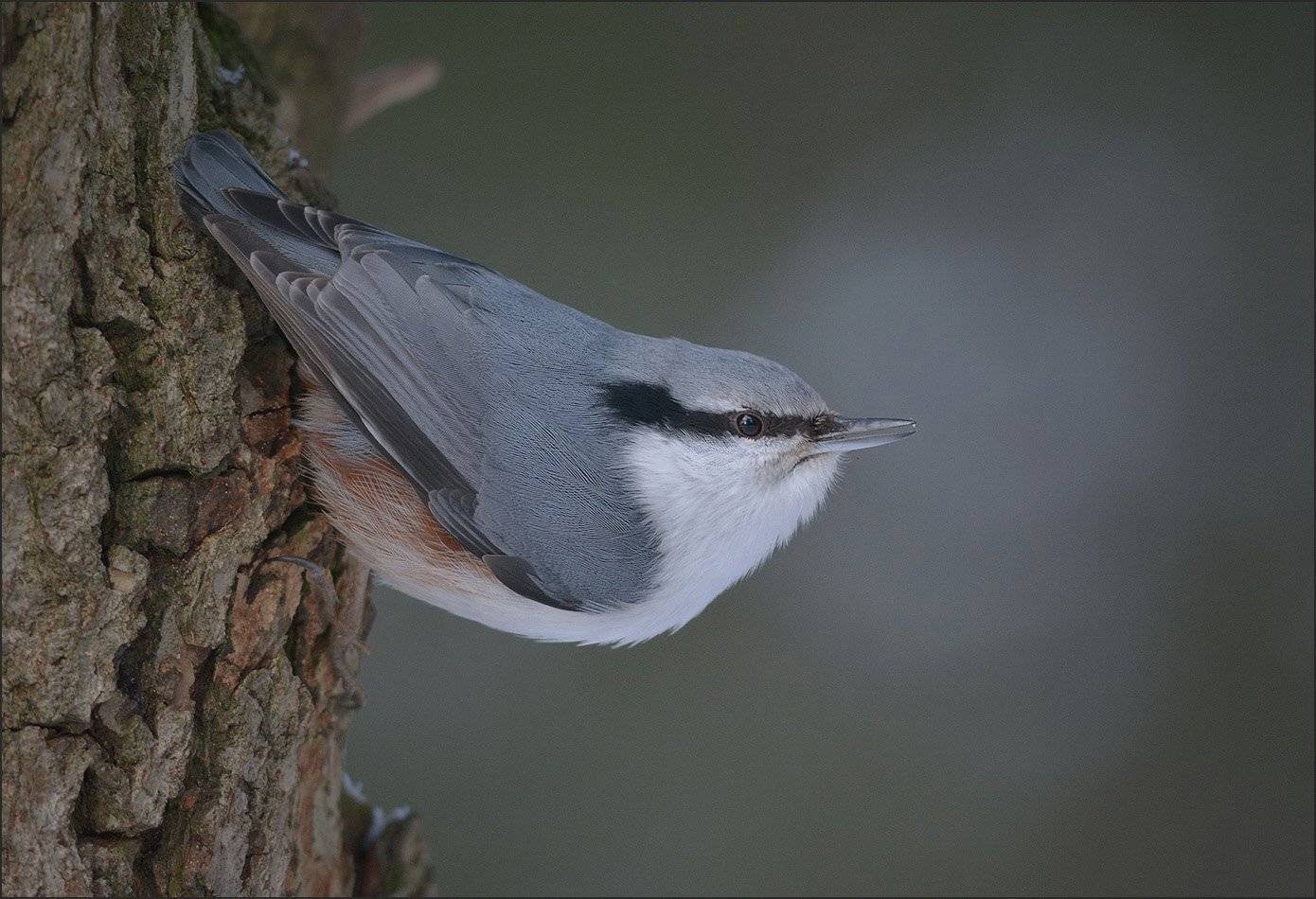 поползень, Андрей Медведев