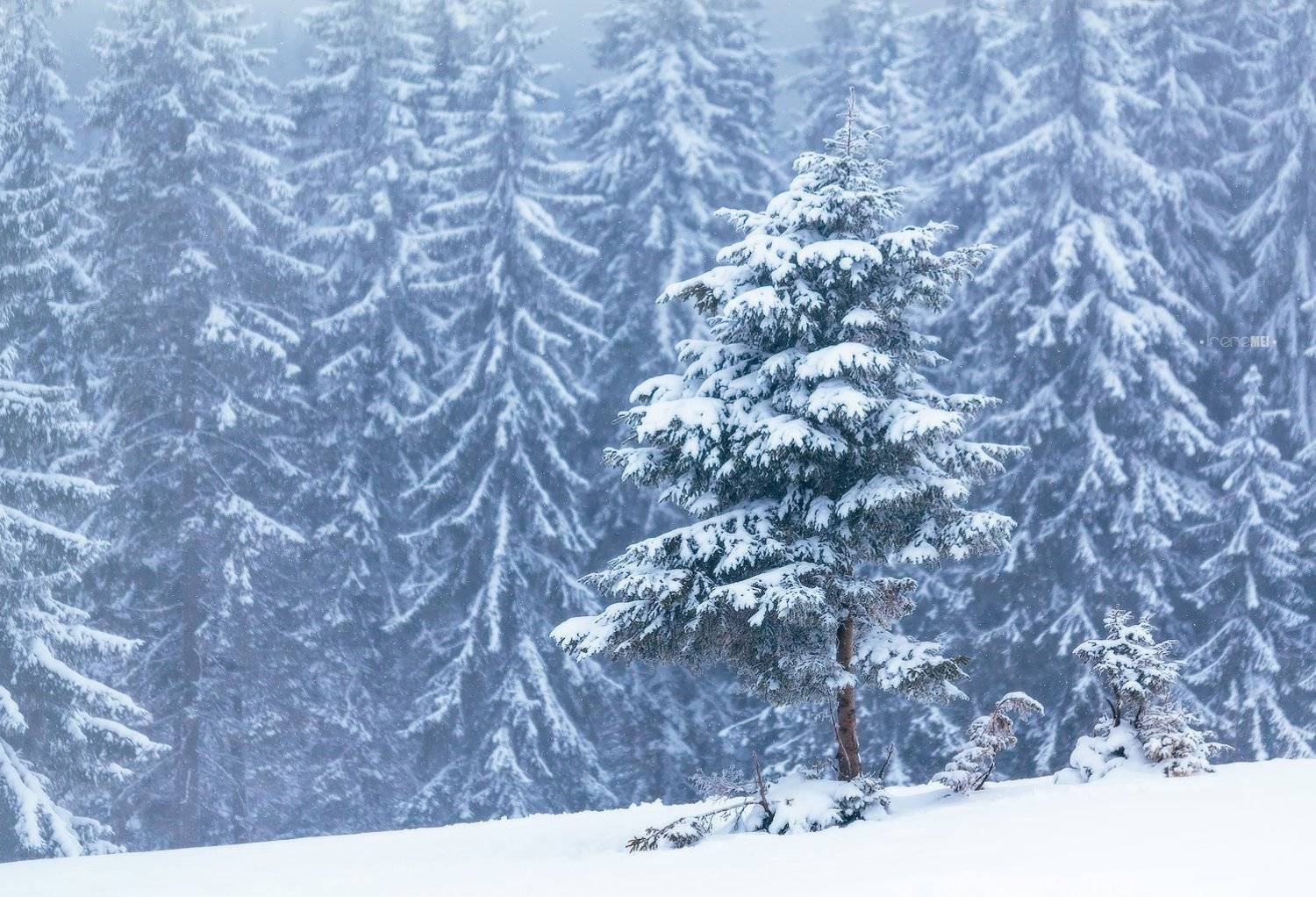 landscape, carpathians, mountains, tree, show, winter, пейзаж, дерево, зима, снег, карпаты, украина, Emyan