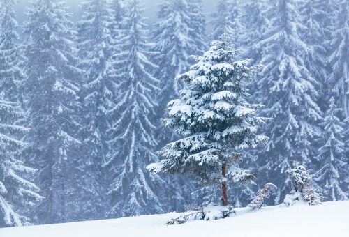 Снежные Карпаты