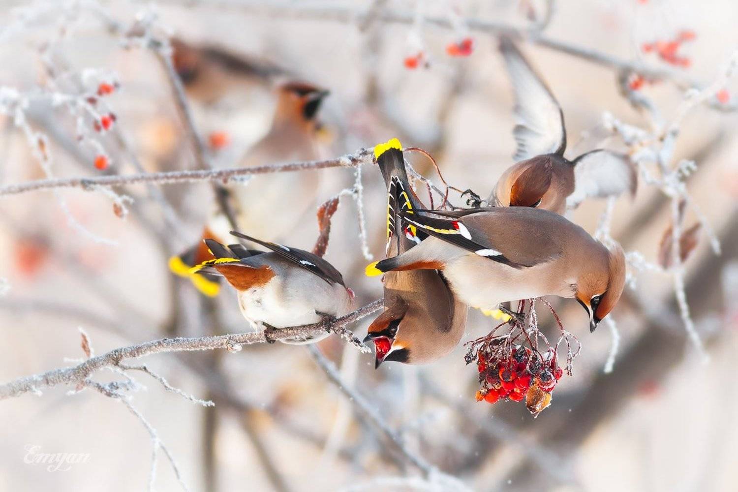 свиристель, bohemian waxwing, animals, bird, nature, птицы, ягоды, winter, зима, Emyan