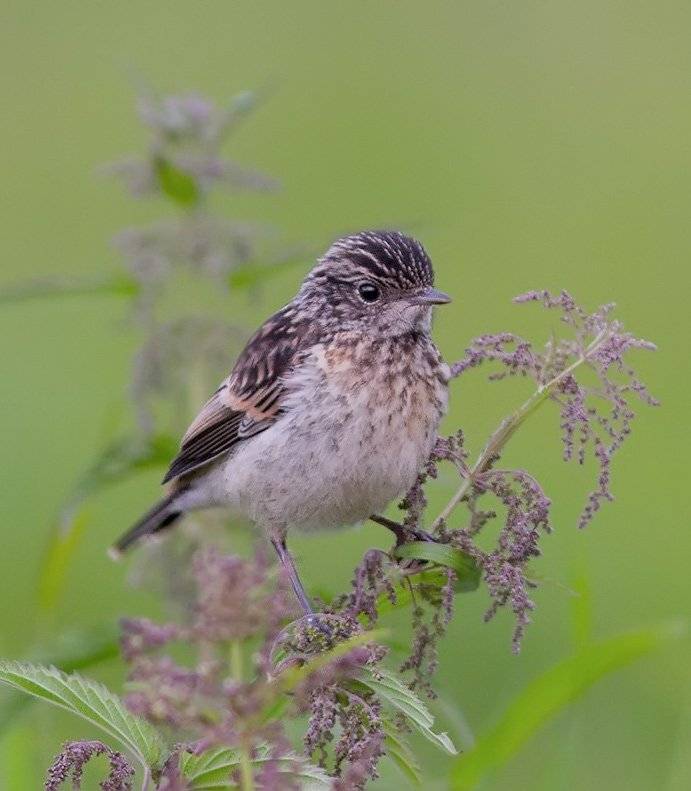 , Игорь Триер