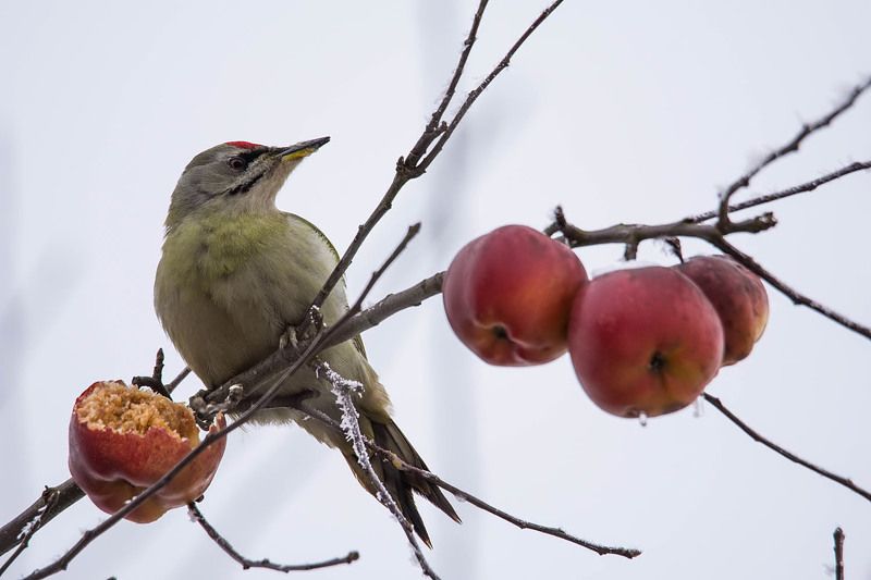 Zielonosiwy. фото превью