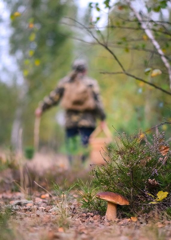 Партизан фото превью