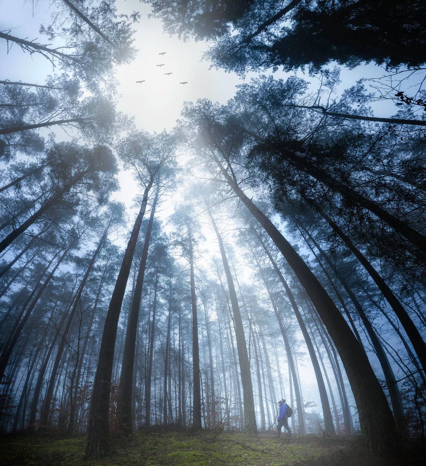 spring, forest, fineart, cranes, birds, landscape, poland, fog , foggy ,man , silhouette, backpacker, Milosz_G