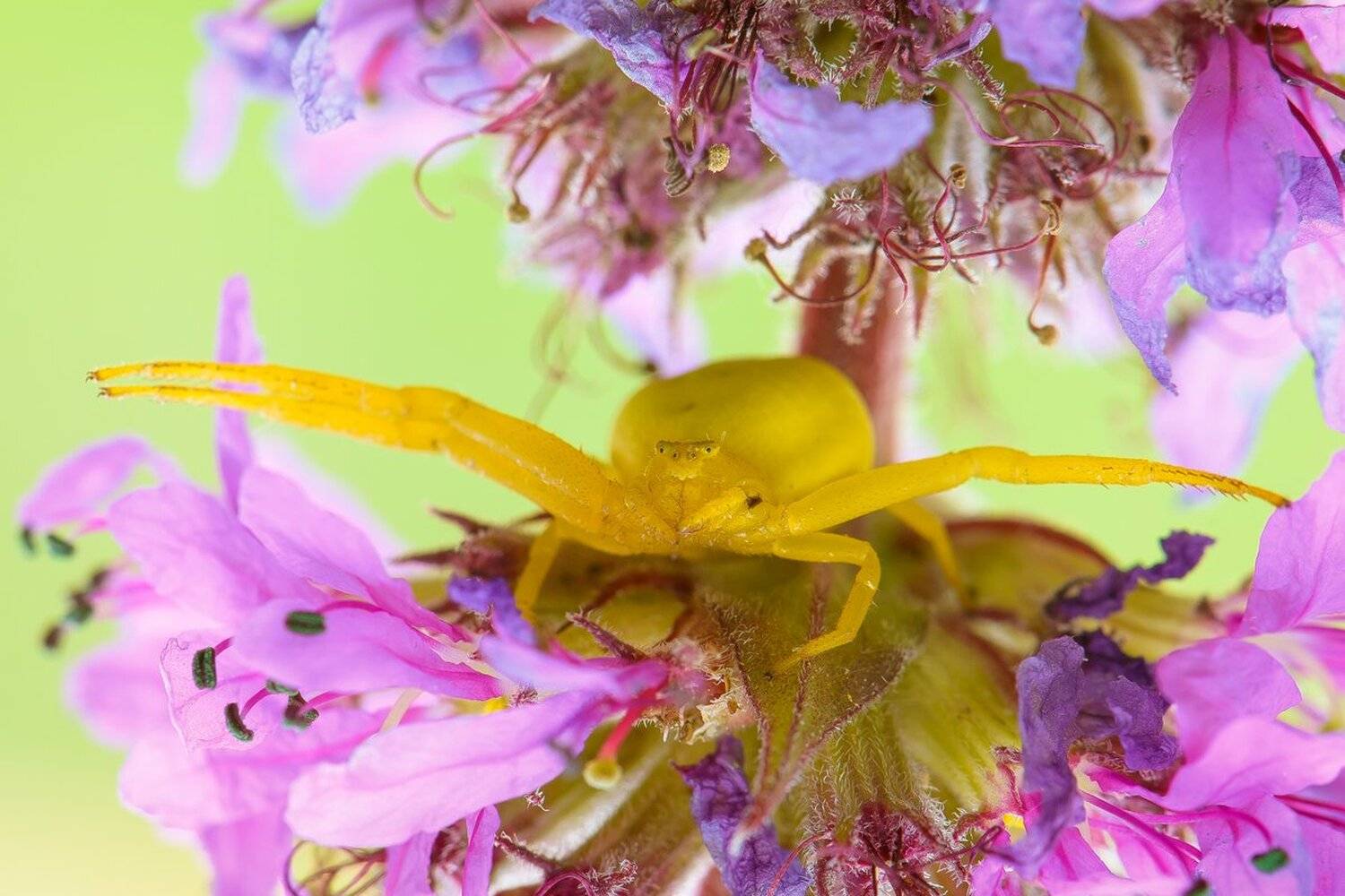 , Кузнецов Дмитрий