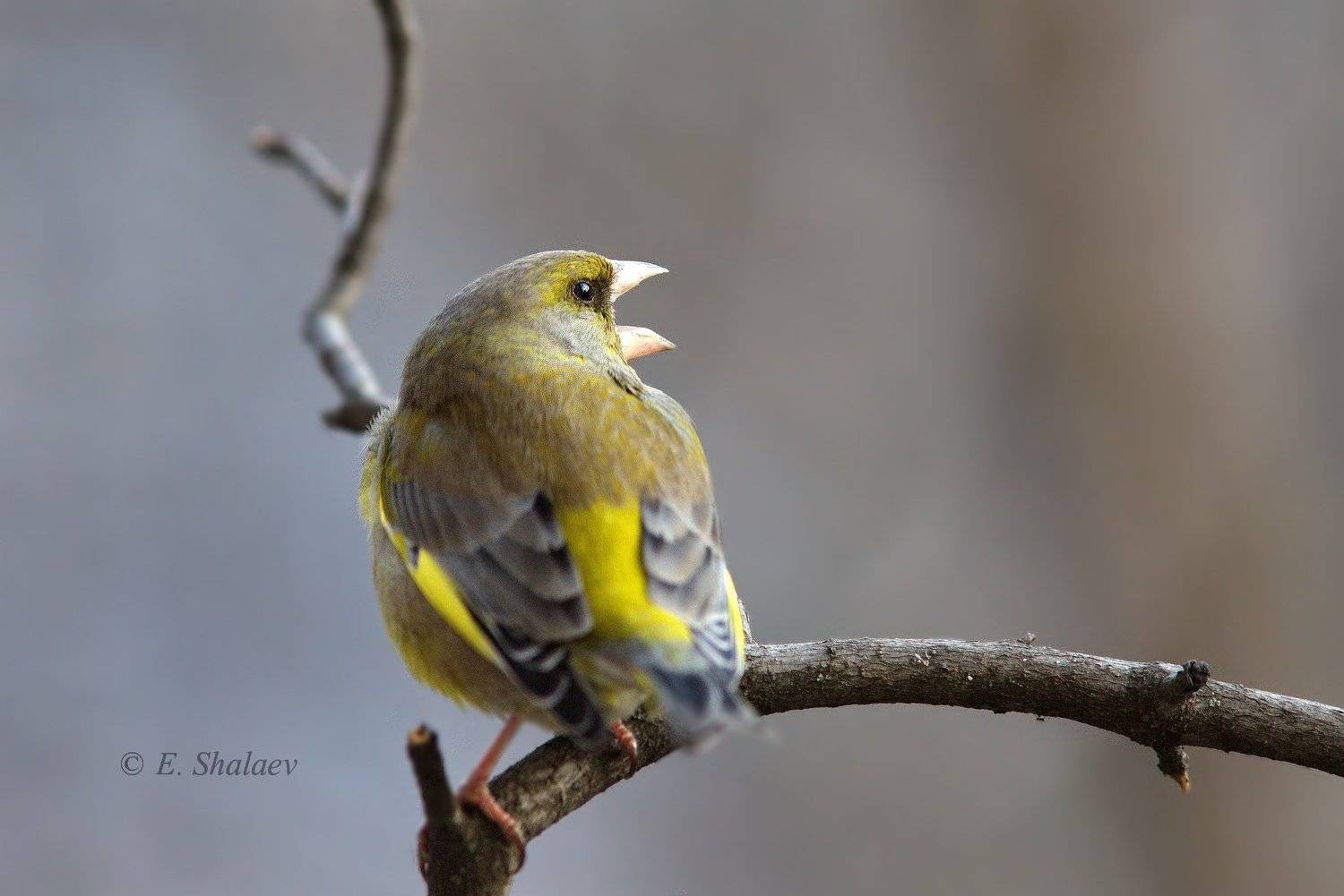 birds,carduelis chloris,european greenfinch,обыкновенная зеленушка,птица,птицы,фотоохота, Евгений