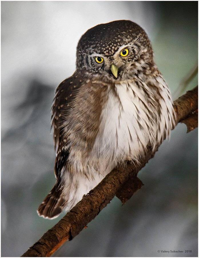 , Валерий Субачев