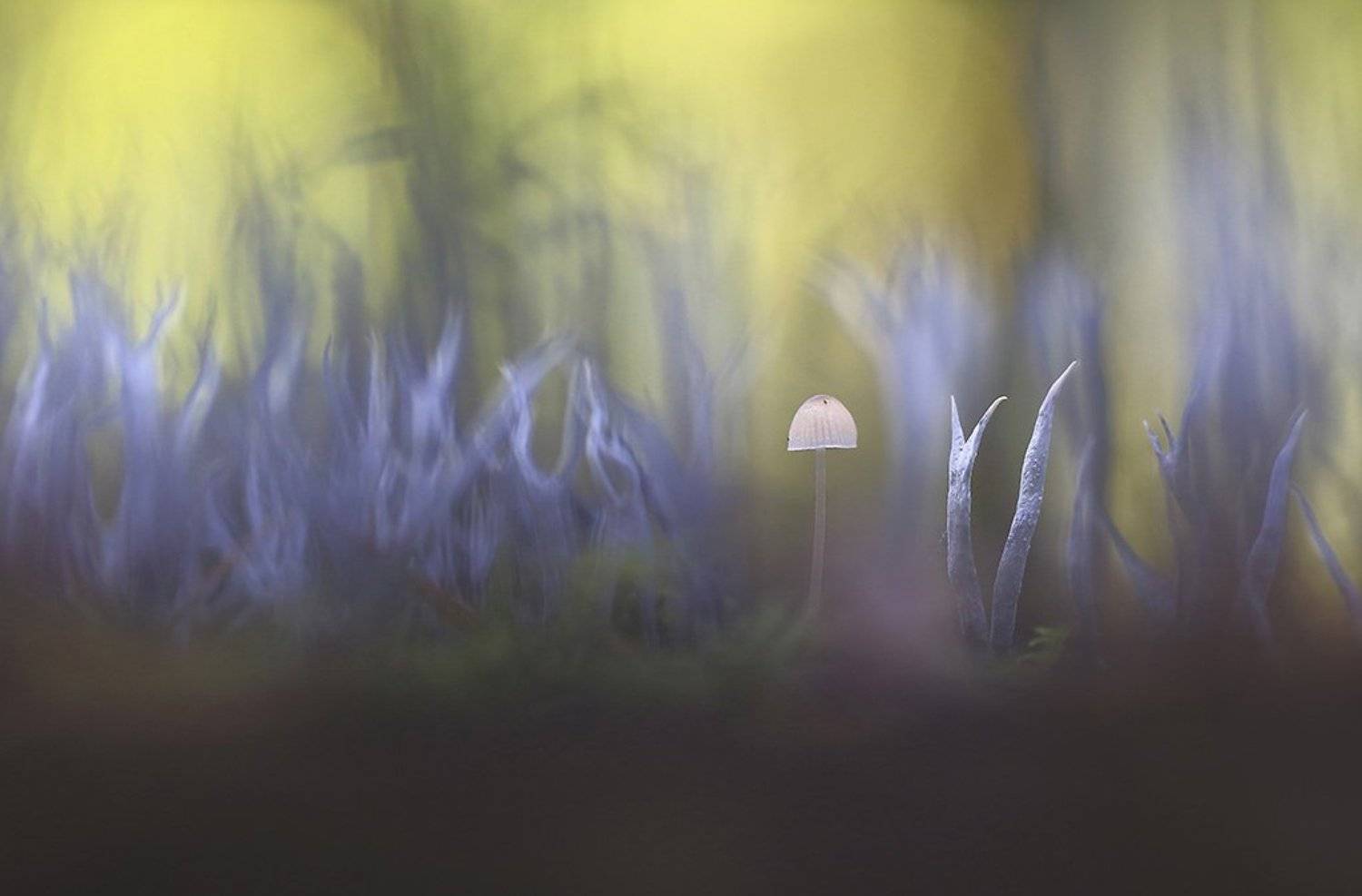 Грибы,лес,осень,цвет, свет,мох., Виктор Шнайдер