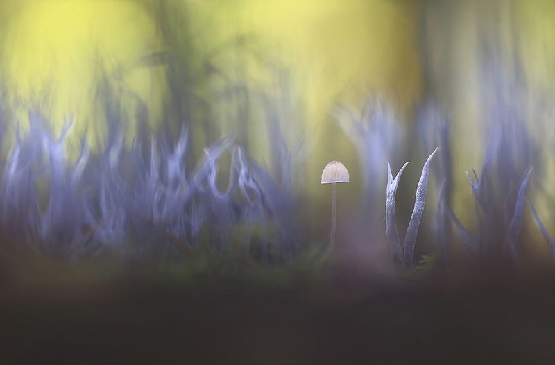 Грибы,лес,осень,цвет, свет,мох. Страшно аж Жуть. фото превью