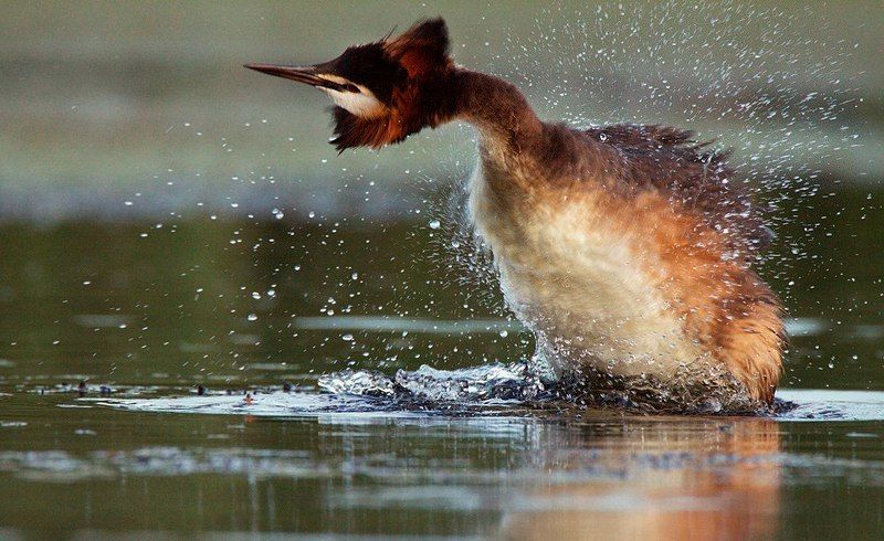 Чомга фото превью
