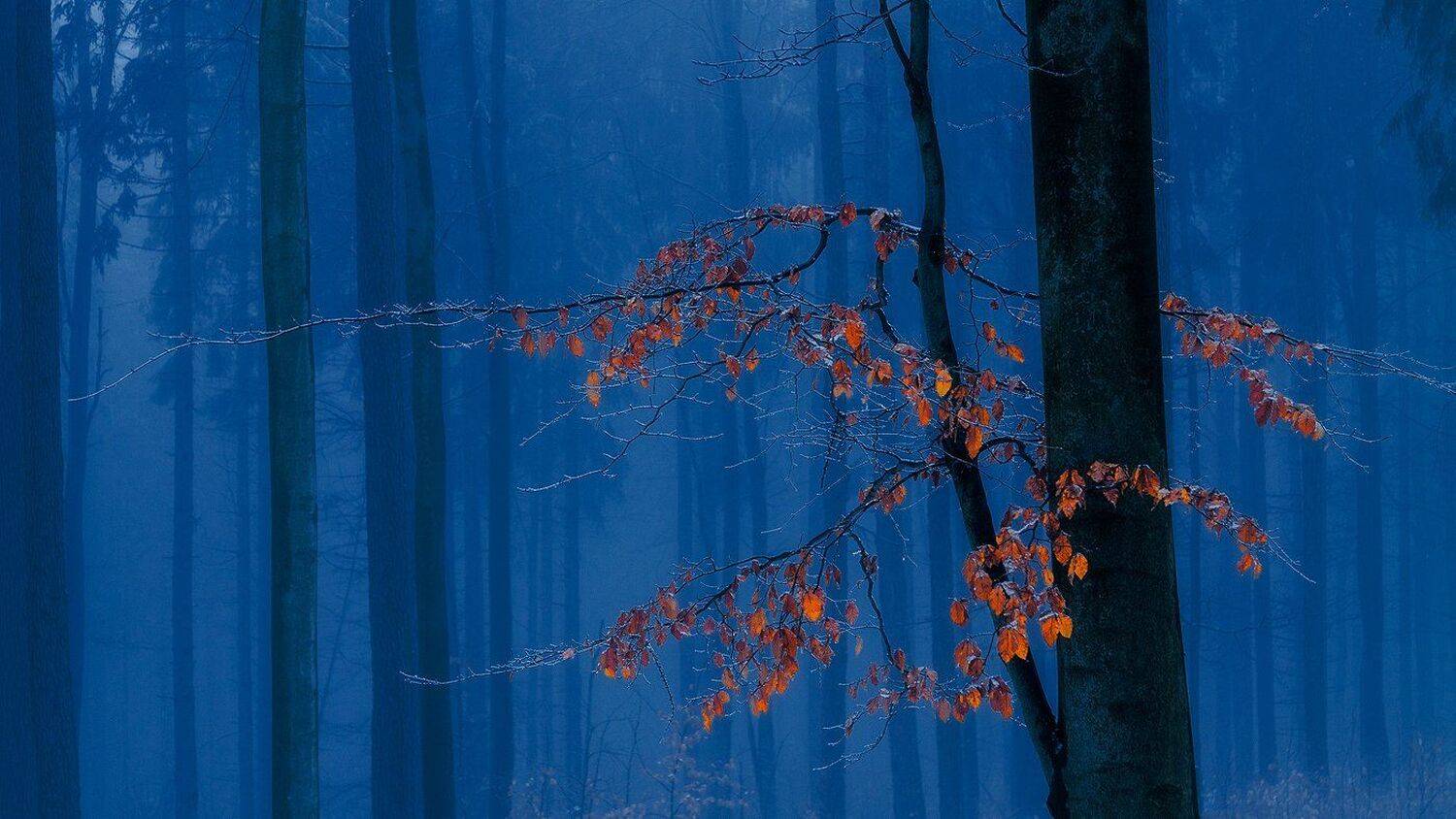 landscape,canon,winter, Iza i Darek Mitręga