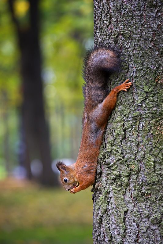 белка, животные, природа Про белку фото превью