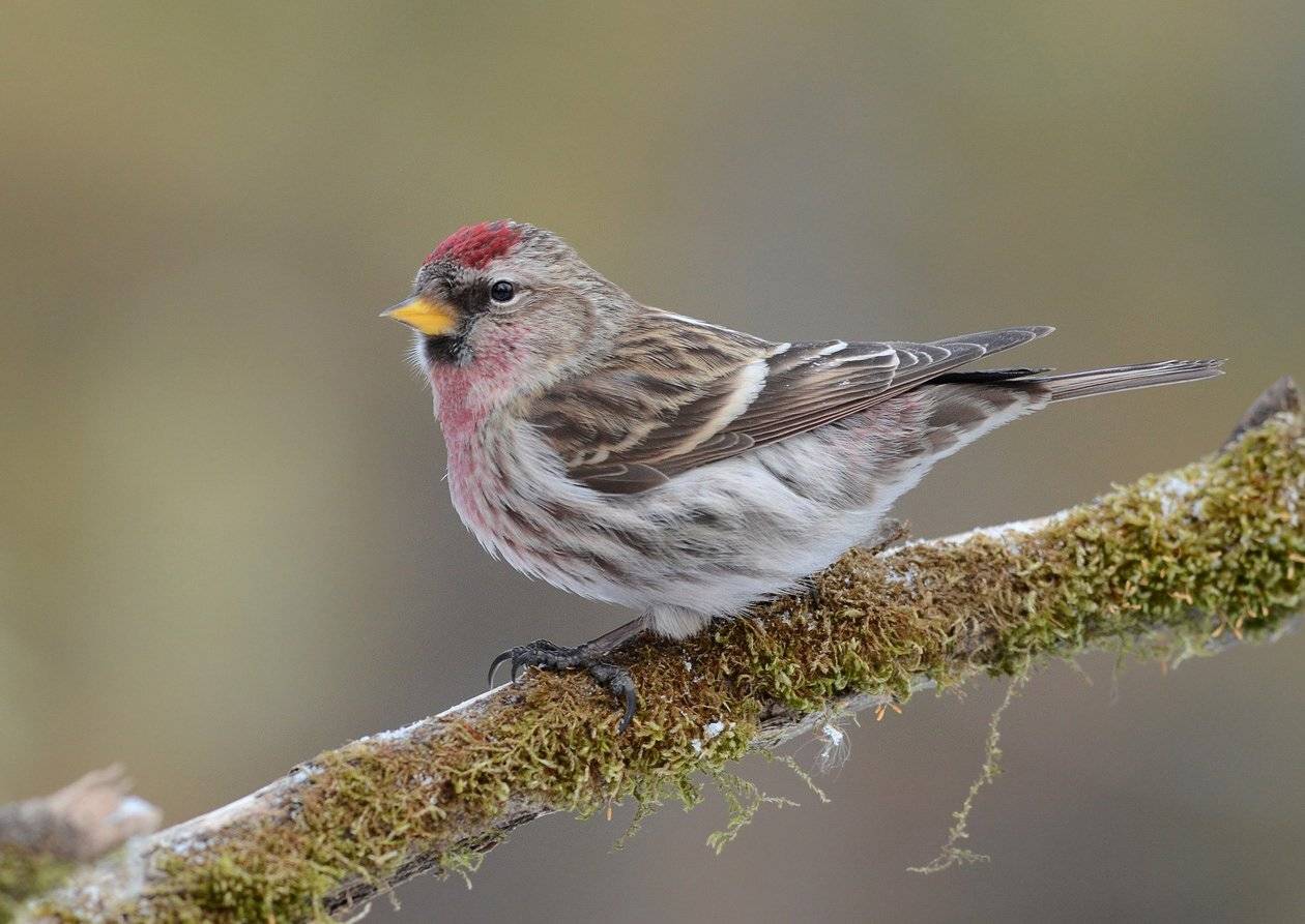 чечётка,самец,сук,бор, Иван