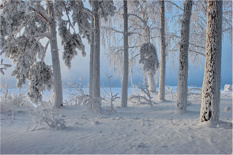 Снежное безмолвие... фото превью