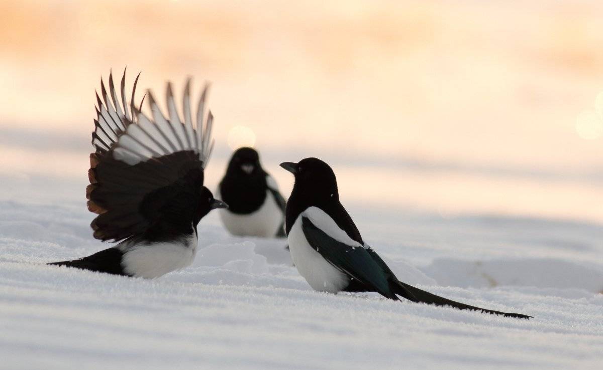 , Георги Славов