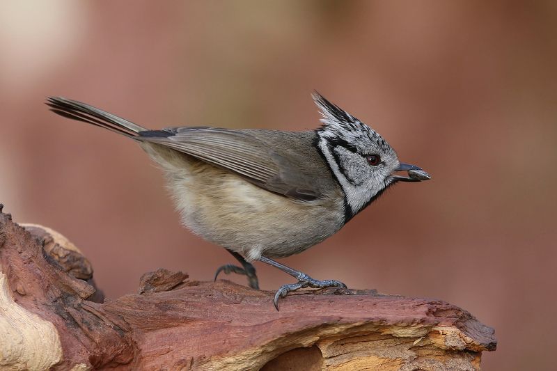 хохлатая синица, поползень, большая синица, crested tit, lophophanes cristatus, nuthatch, sitta europaea, great tit, parus major, Семечки отборные, базарные. фото превью