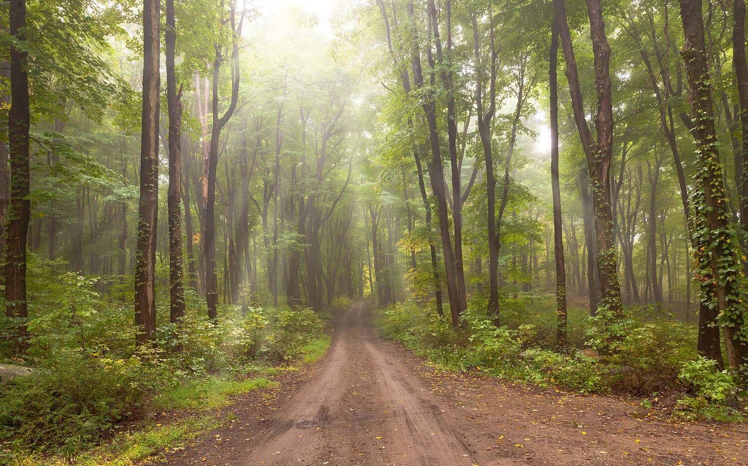 лес,деревья,дорожка,листва,лето,осень,природа,, Антонина