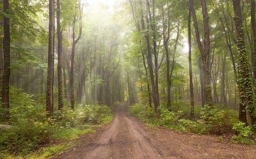 Ранняя осень в лесу.