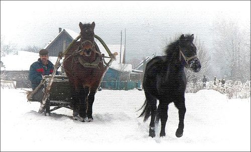 По свежему снегу
