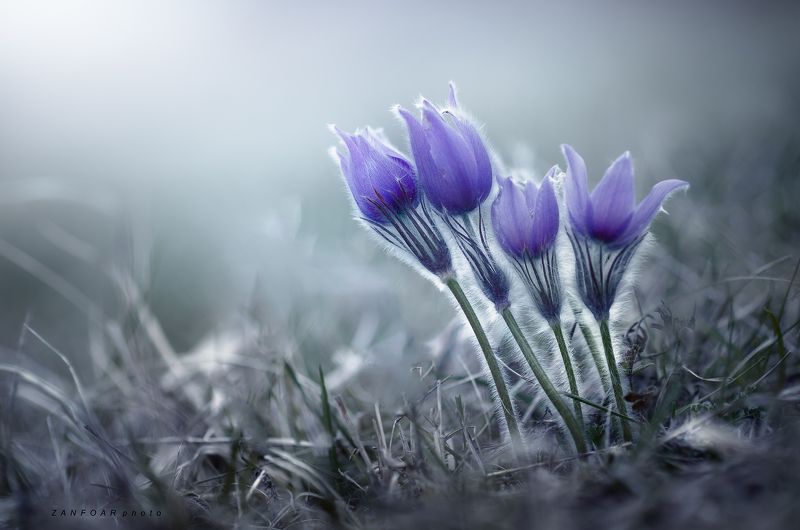 pulsatilla ,squares,пульсатилла,макро, цветы, pulsatilla grandis, подробно, трава, утро, туман, дымка, синий, чешская республика, zanfoar, nikon d7000,чехия пульсатилла (pulsatilla grandis) III. фото превью