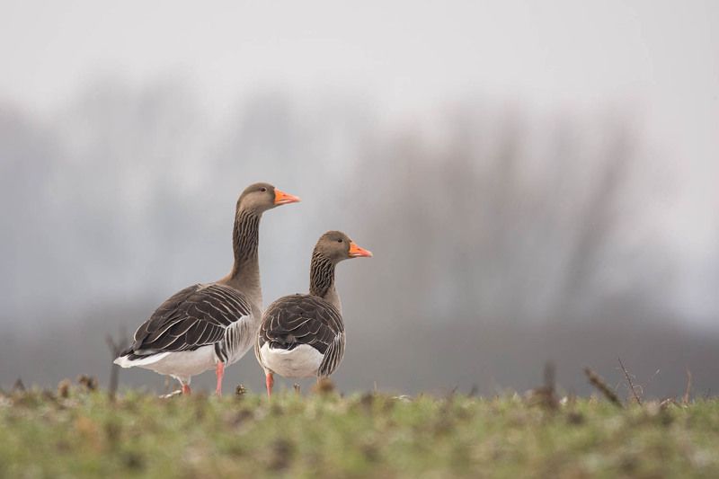 Wiosenne gęgawy. фото превью