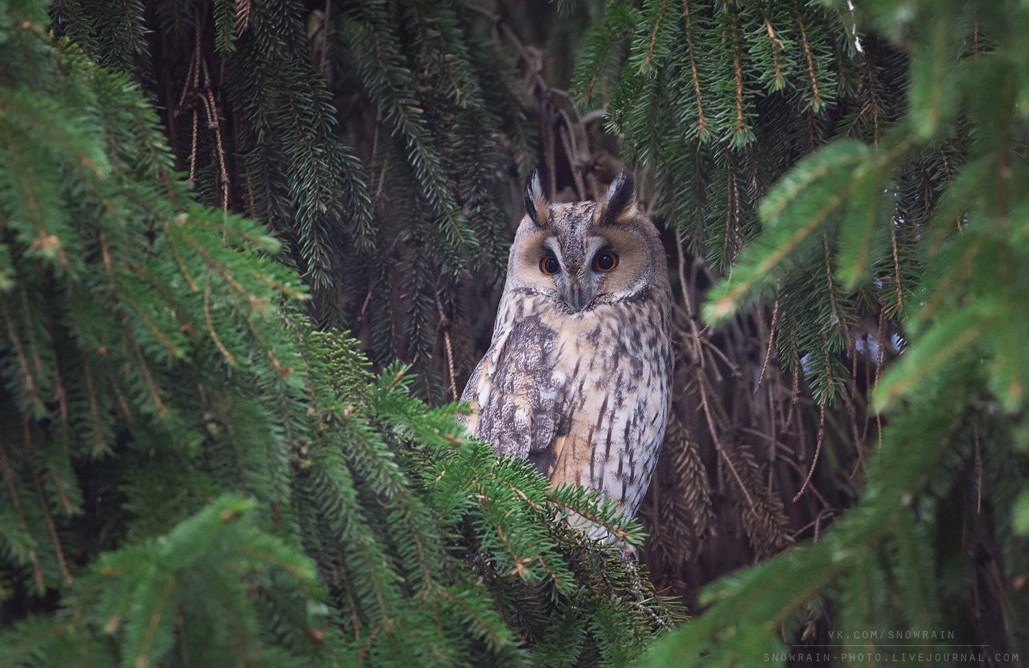 owl, wildlife, wildlife photography, анималистика, сова, ушастая сова, фотоохота, birds, nature, Snowrain