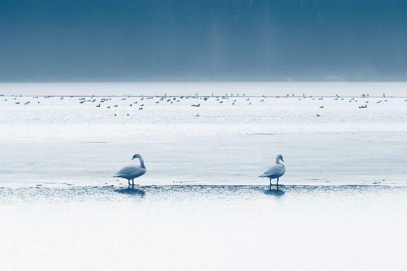 Trójpodział фото превью