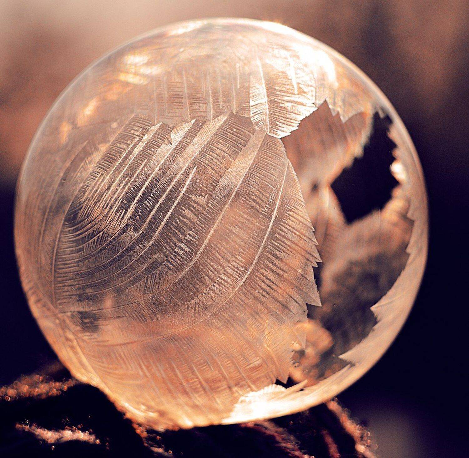 , Лапшина Владлена