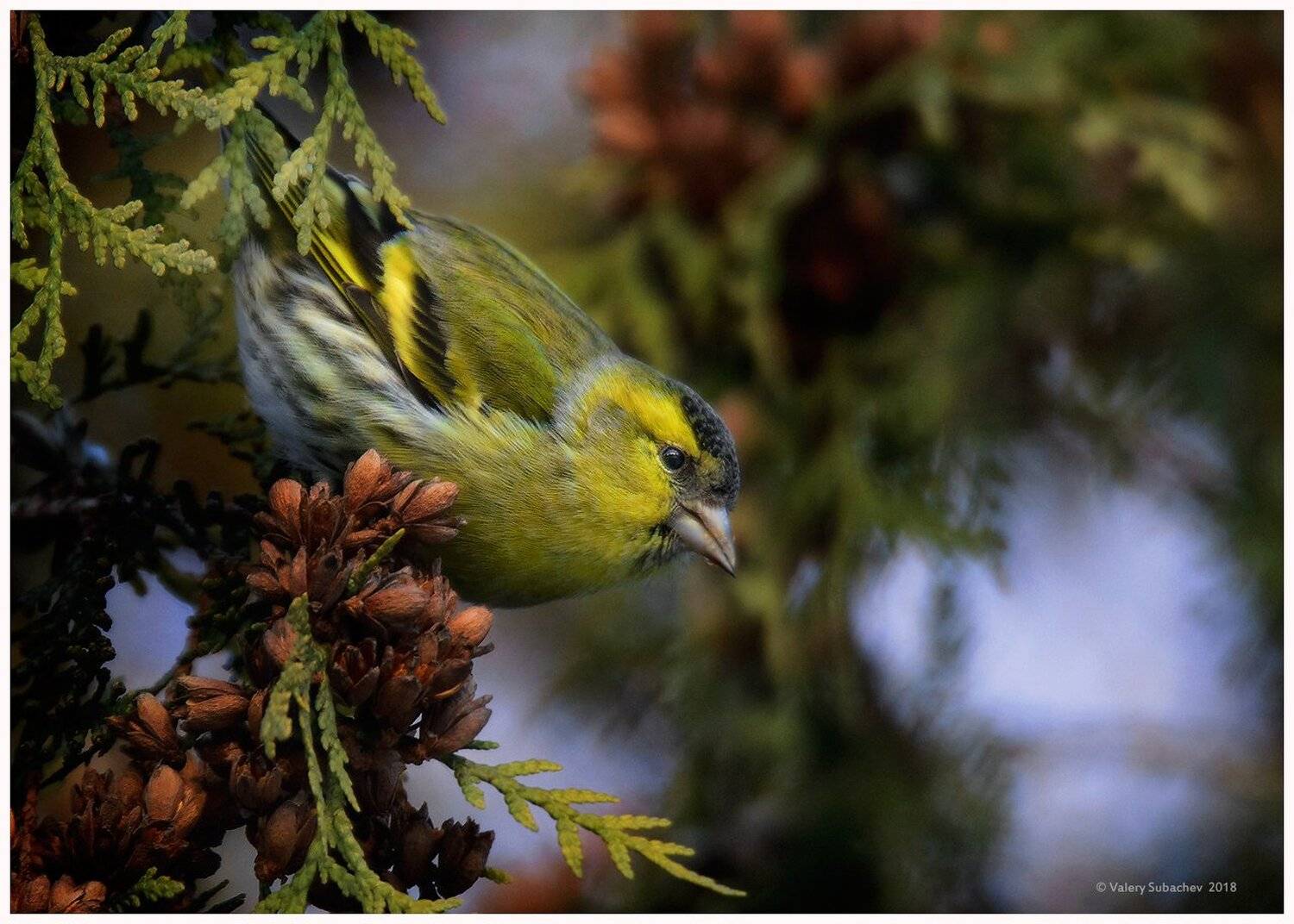 , Валерий Субачев