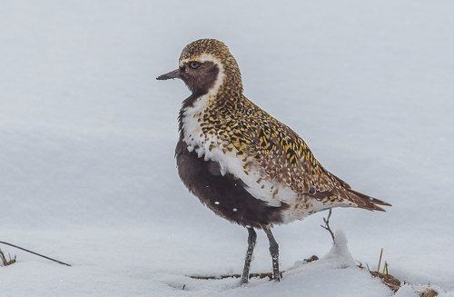 Ржанка золотистая